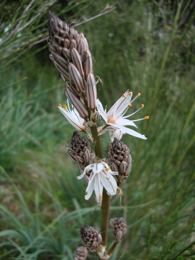 Asphodelus ramosus